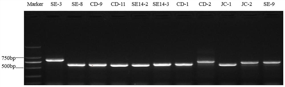 High-yield protease strain, fermented bean curd fermentation method and fermented bean curd