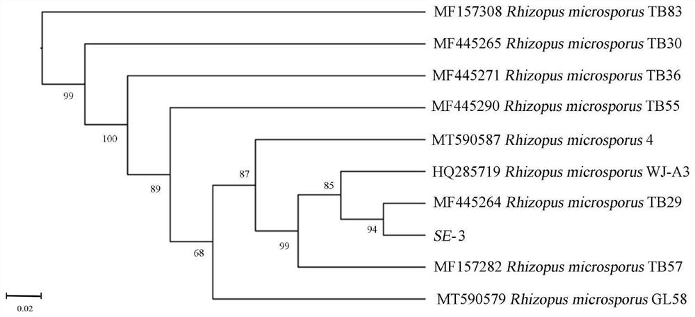 High-yield protease strain, fermented bean curd fermentation method and fermented bean curd