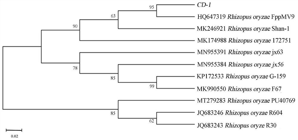 High-yield protease strain, fermented bean curd fermentation method and fermented bean curd