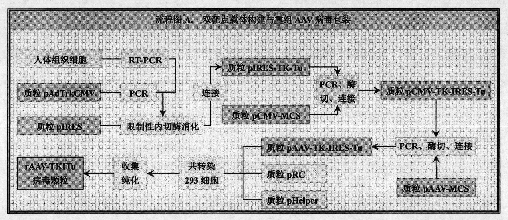 Bi-target treatment for bladder cancer by non-fusion Adeno-associated virus carrier of tumstatin Tumstatin and suicide gene HSV-TK