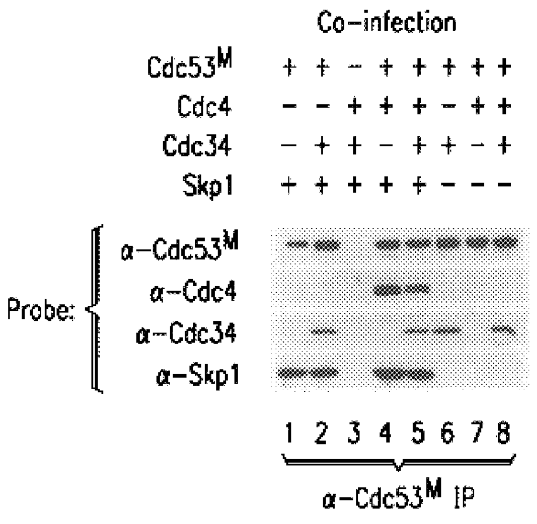 Method for the detection of NF-kappaB regulatory factors