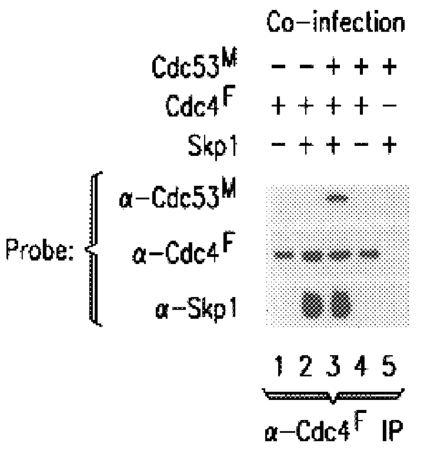 Method for the detection of NF-kappaB regulatory factors