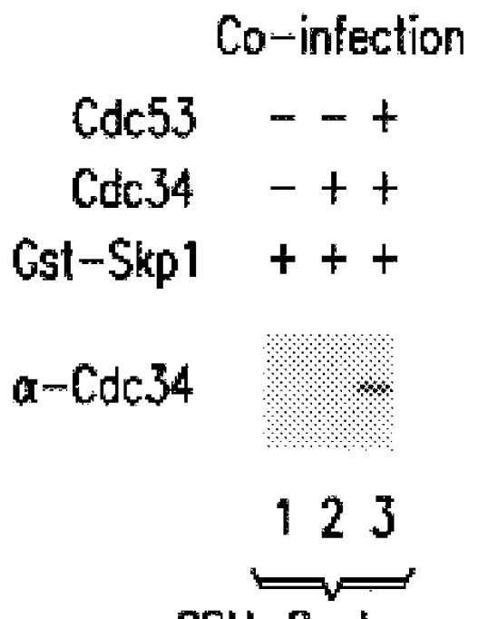 Method for the detection of NF-kappaB regulatory factors