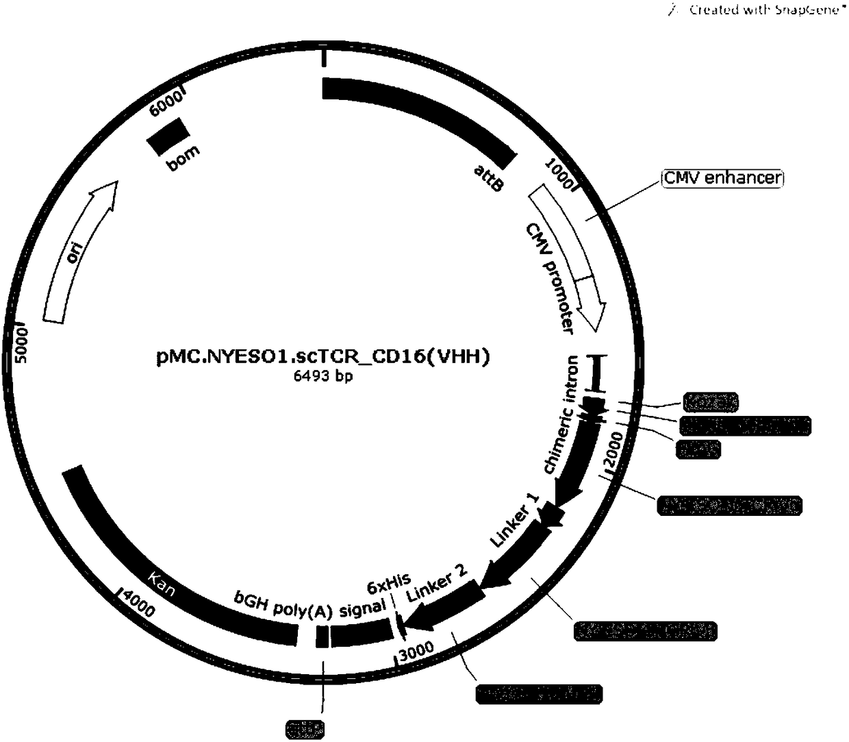 Minicircle DNA carrier expressing target cell-effector cell bridge, preparation method and application thereof