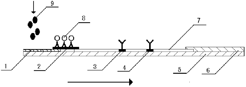 Magnetic immunochromatography for quickly detecting L. monocytogenes and preparation of test strip for detection