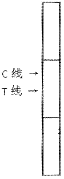 Magnetic immunochromatography for quickly detecting L. monocytogenes and preparation of test strip for detection