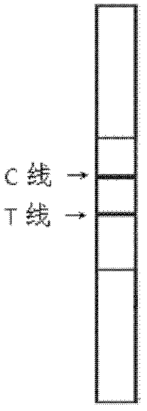 Magnetic immunochromatography for quickly detecting L. monocytogenes and preparation of test strip for detection