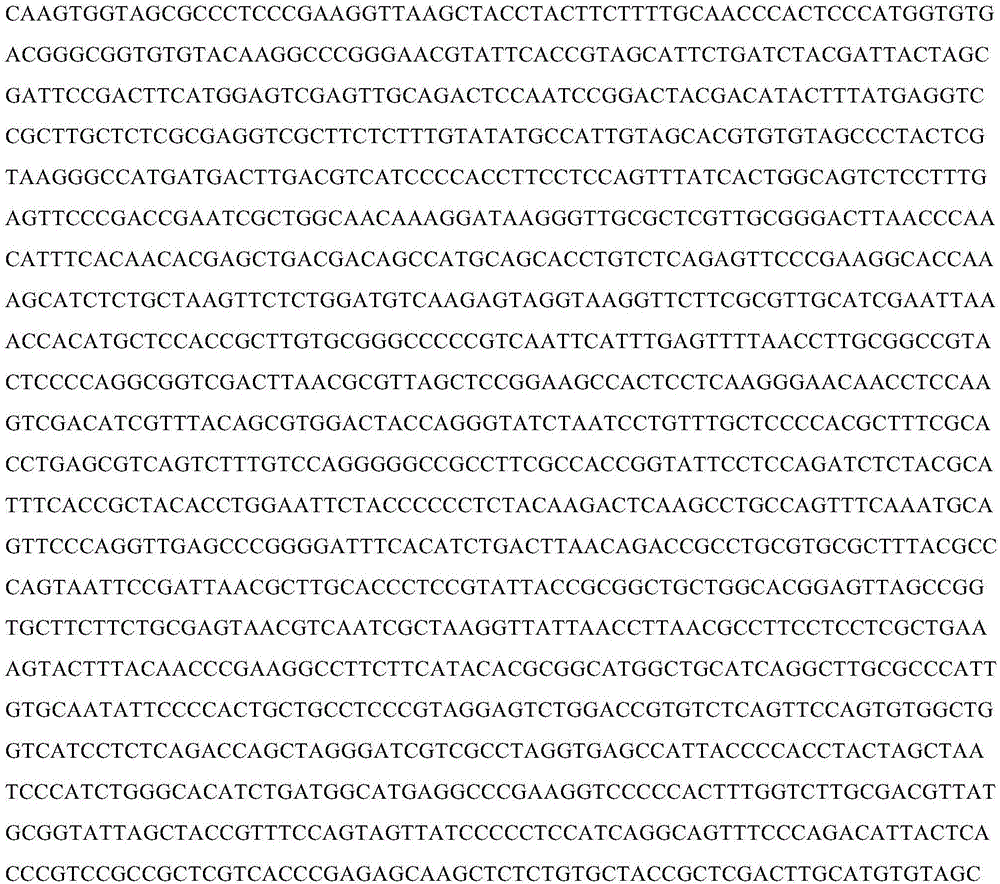 Anti-antimony bacteria NXH3 and application thereof