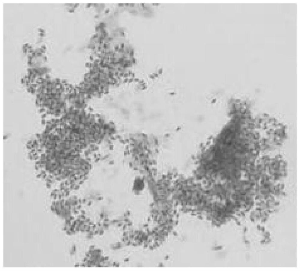 Method for preparing Paenibacillus polymyxa biopesticide wettable powder by liquid fermentation and formulation