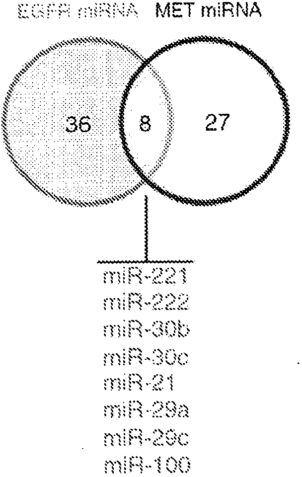 Mirnas useful to reduce lung cancer tumorigenesis and chemotherapy resistance and related compositons and methods