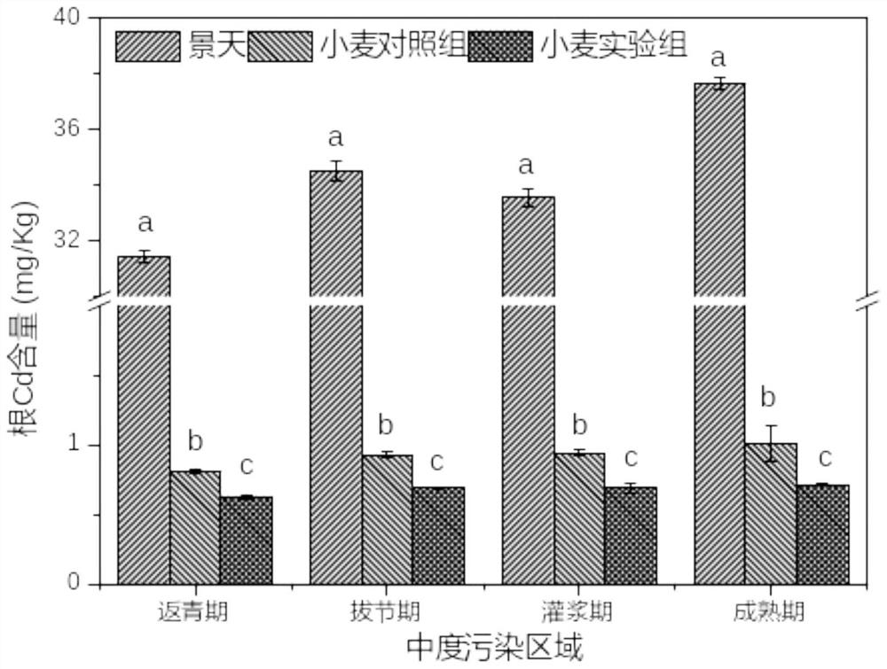 Method for safely utilizing red-spotted stonecrop and wheat intercropping and repairing cadmium-polluted soil