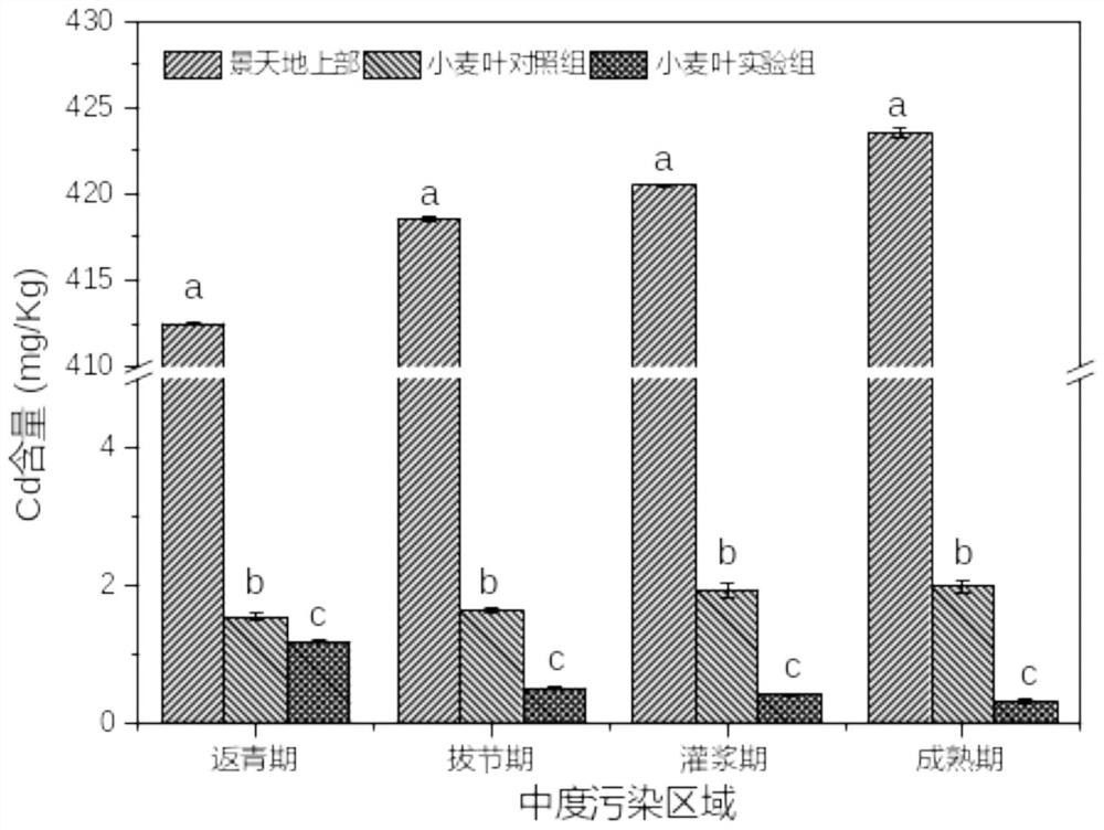 Method for safely utilizing red-spotted stonecrop and wheat intercropping and repairing cadmium-polluted soil