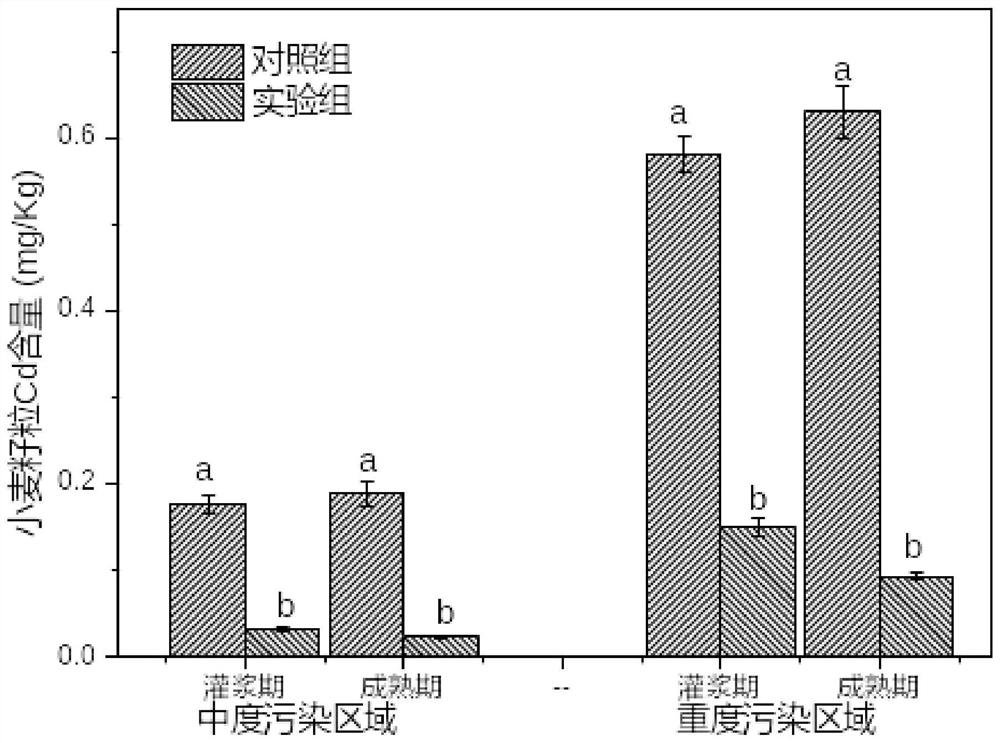 Method for safely utilizing red-spotted stonecrop and wheat intercropping and repairing cadmium-polluted soil