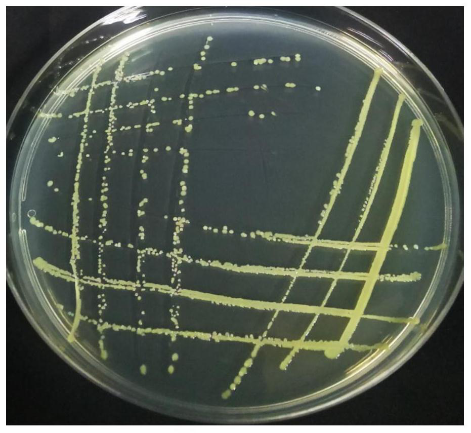 Burkholderiaspp.and application thereof in preventing and treating main pathogenic bacteria of panax notoginseng root rot