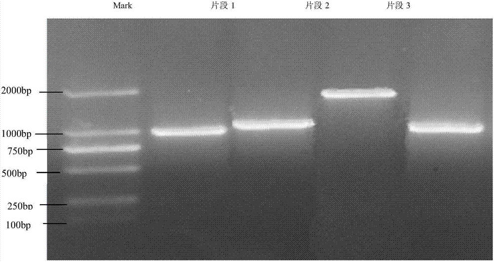 CrgA gene of Blakeslea trispora negative bacteria as well as cloning method and application of crgA gene