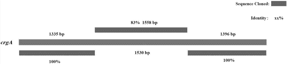 CrgA gene of Blakeslea trispora negative bacteria as well as cloning method and application of crgA gene