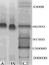 One-step ELISA (Enzyme Linked Immunosorbent Assay) method for neomycin (NEO) residues in milk