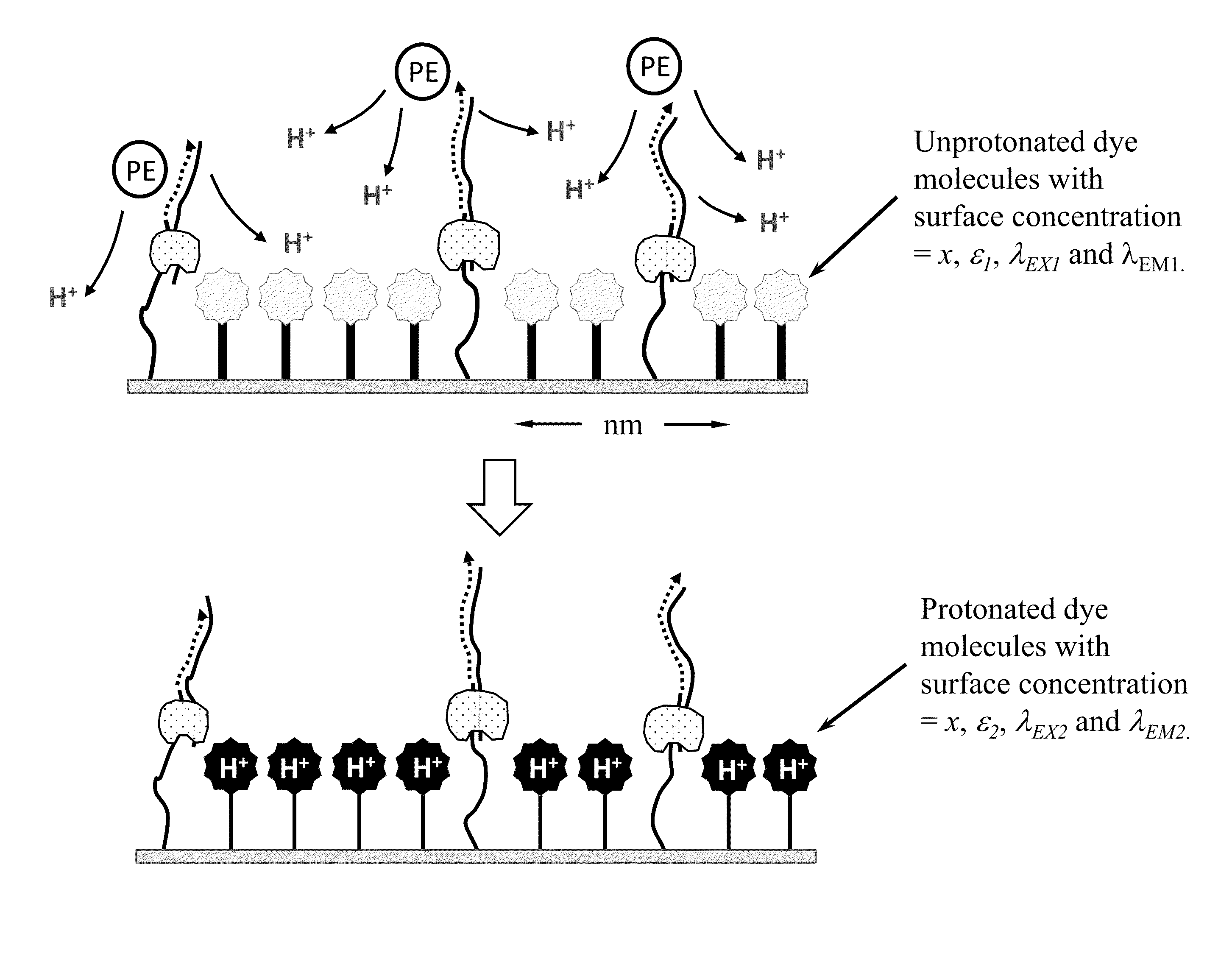 Nucleic acid sequencing technique using a pH-sensing agent