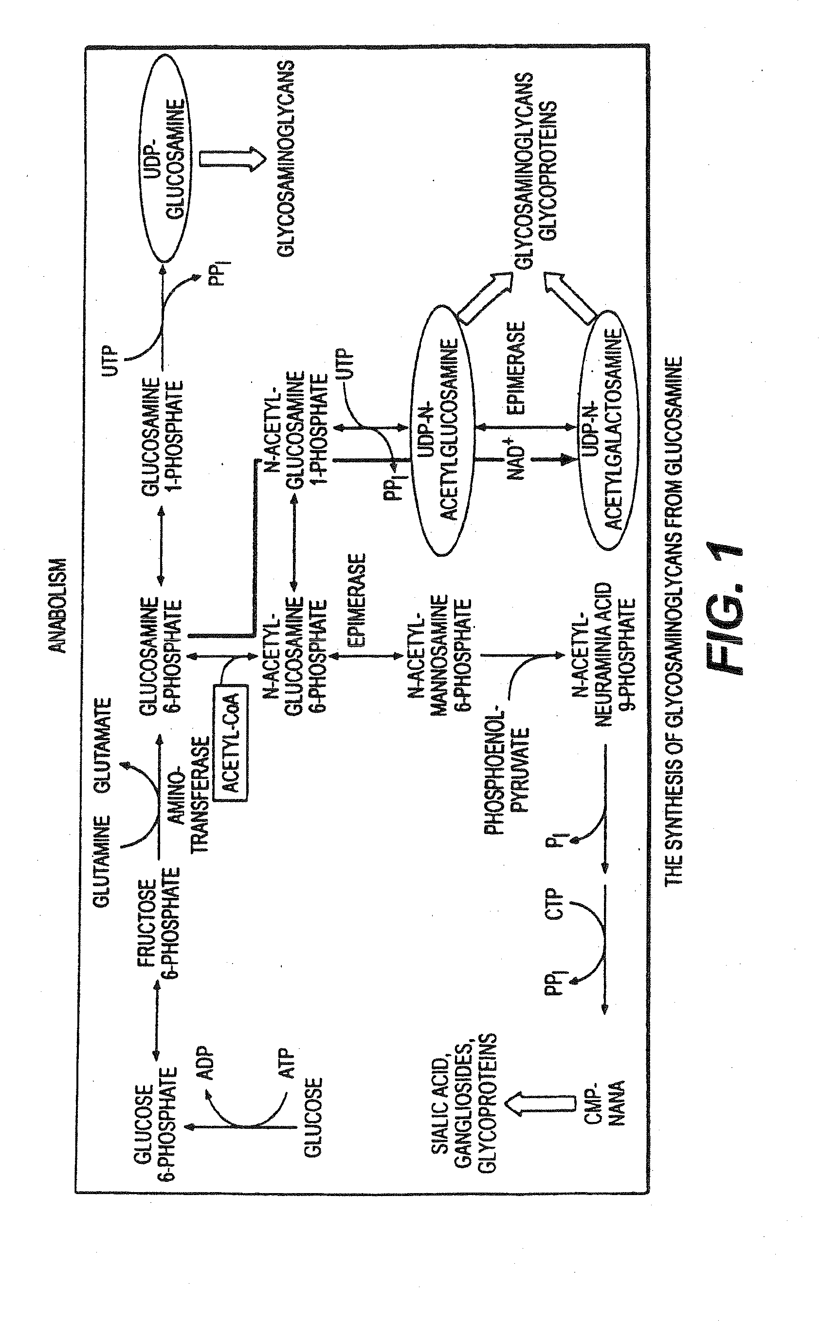 Use of anabolic agents, Anti-catabolic agents, antioxidant agents and analgesics for protection, treatment and repair of connective tissues in humans and animals