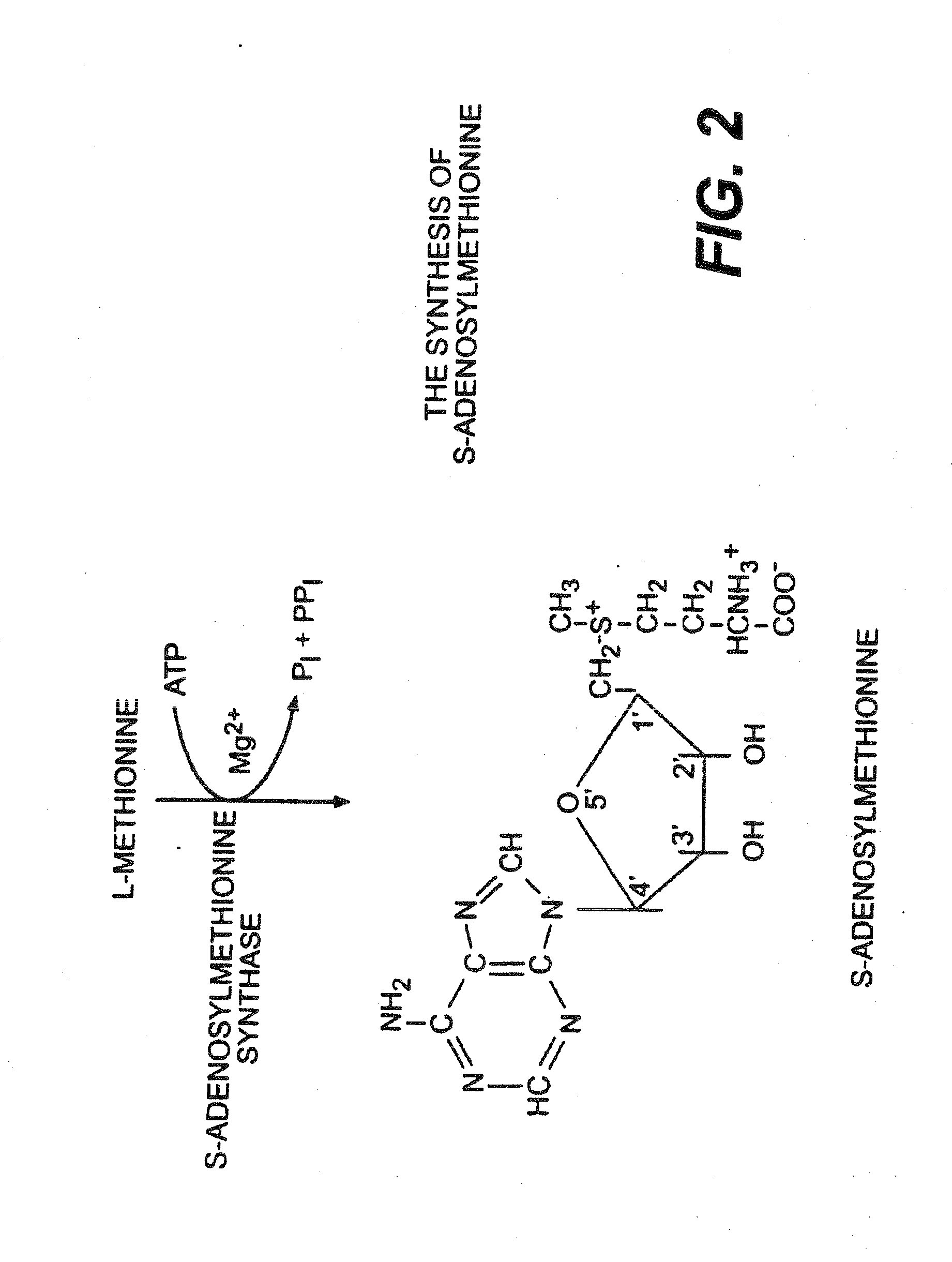 Use of anabolic agents, Anti-catabolic agents, antioxidant agents and analgesics for protection, treatment and repair of connective tissues in humans and animals