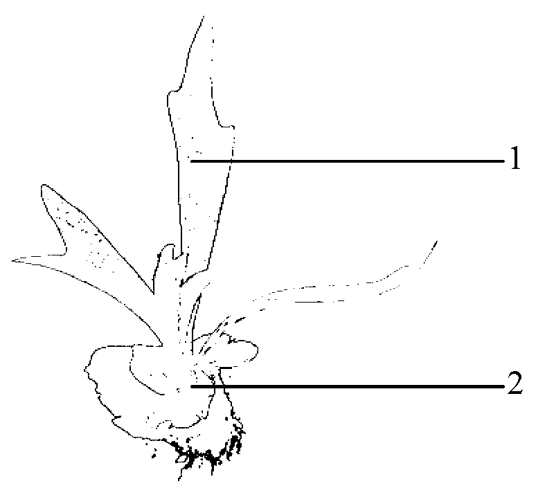 Method for inversely suspended cultivating platycerium