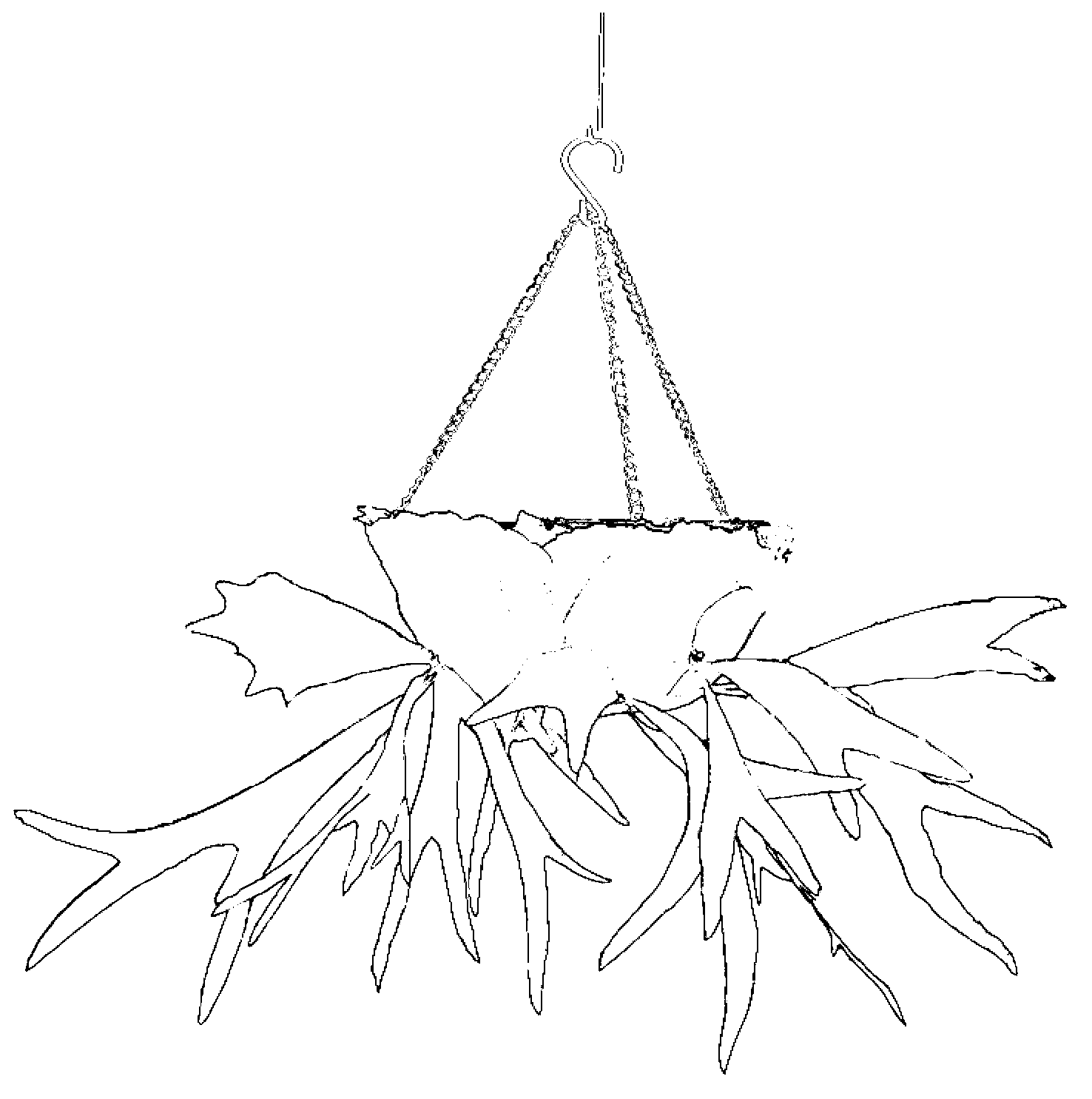 Method for inversely suspended cultivating platycerium