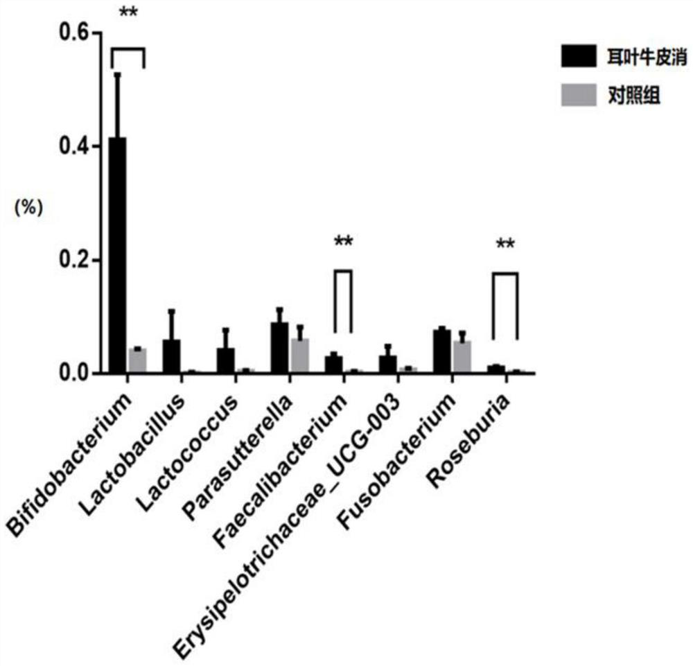 Application of cynanchum auriculatum in preparation of product for promoting proliferation of intestinal beneficial bacteria