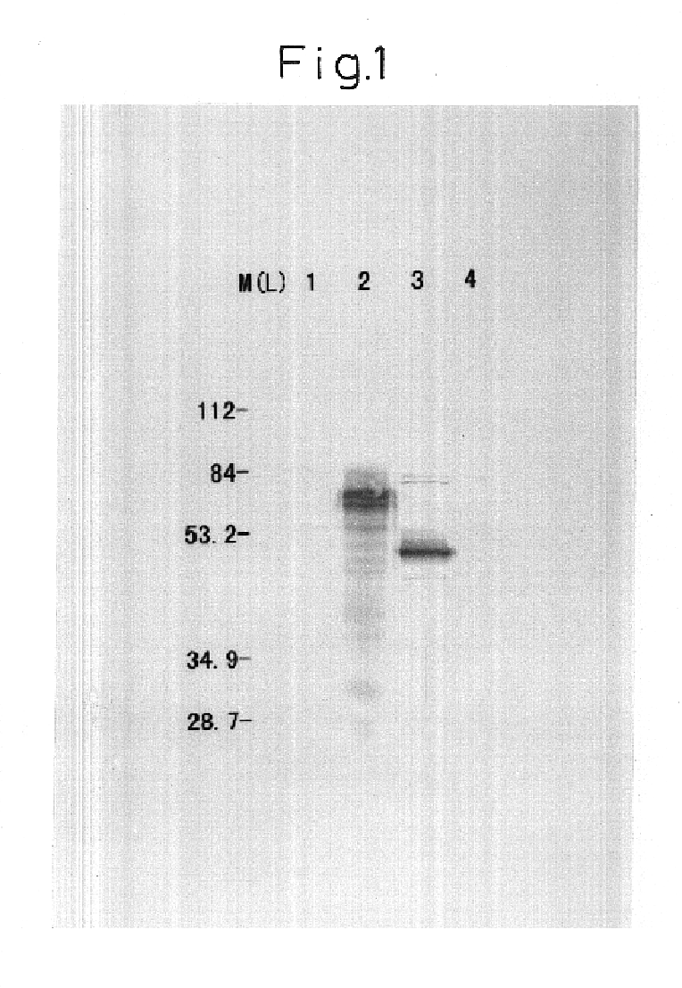 Modified DNA molecule, recombinant containing the same, and uses thereof