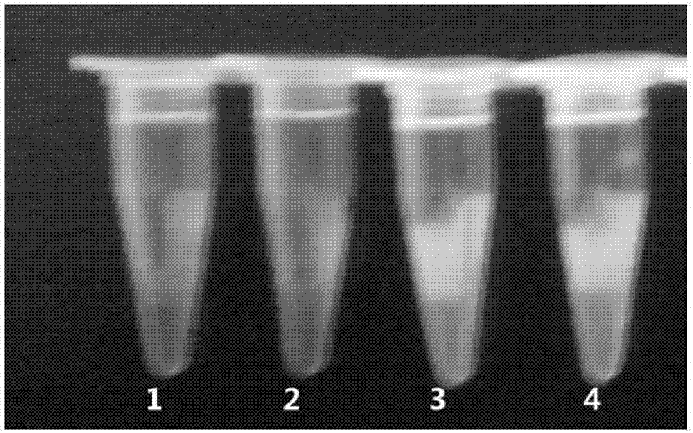 Application of astragalus polysaccharide in loop-mediated isothermal amplification, loop-mediated isothermal amplification detection kit containing astragalus polysaccharides and detection method