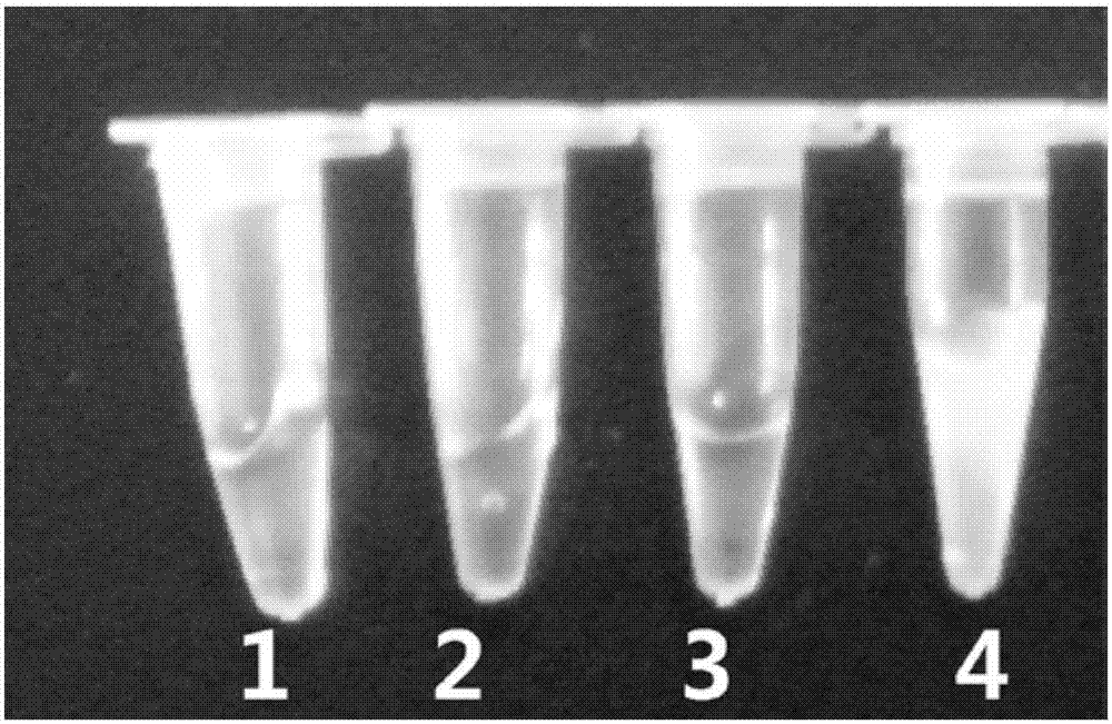 Application of astragalus polysaccharide in loop-mediated isothermal amplification, loop-mediated isothermal amplification detection kit containing astragalus polysaccharides and detection method