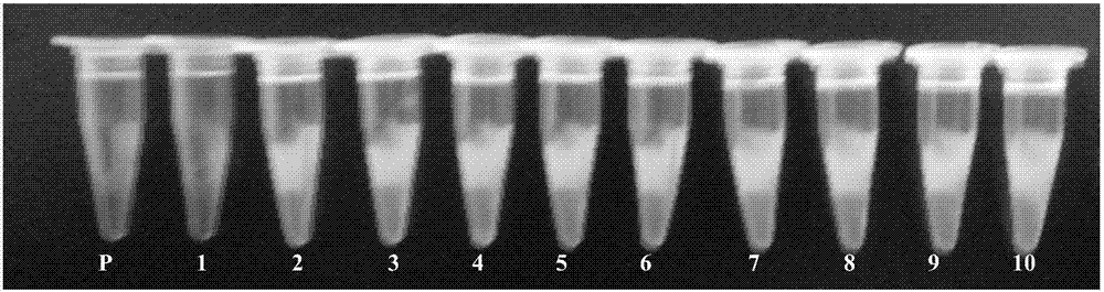 Application of astragalus polysaccharide in loop-mediated isothermal amplification, loop-mediated isothermal amplification detection kit containing astragalus polysaccharides and detection method