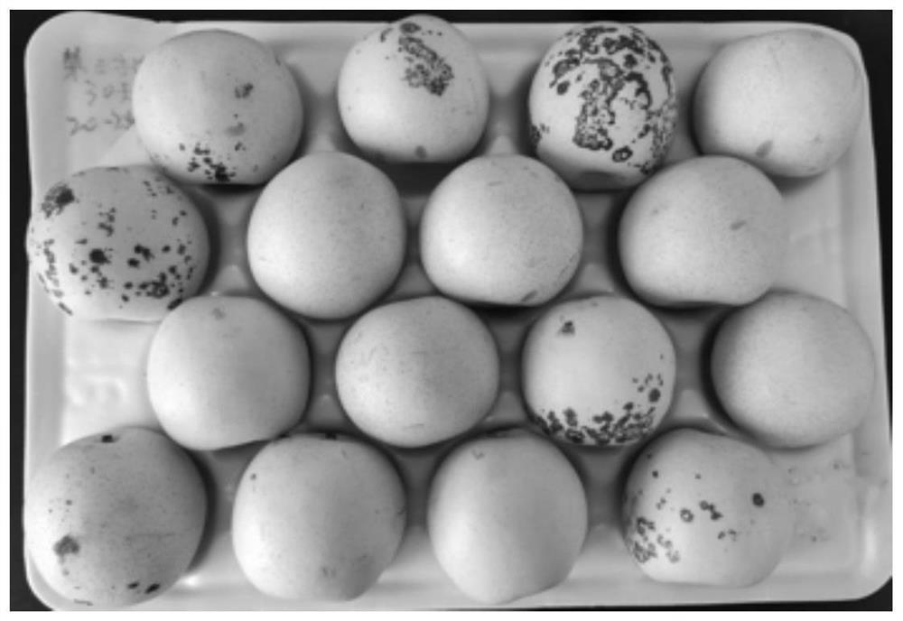 Composition for preventing and treating cold damage and browning of Pyrus bretschneideri Rehd and application