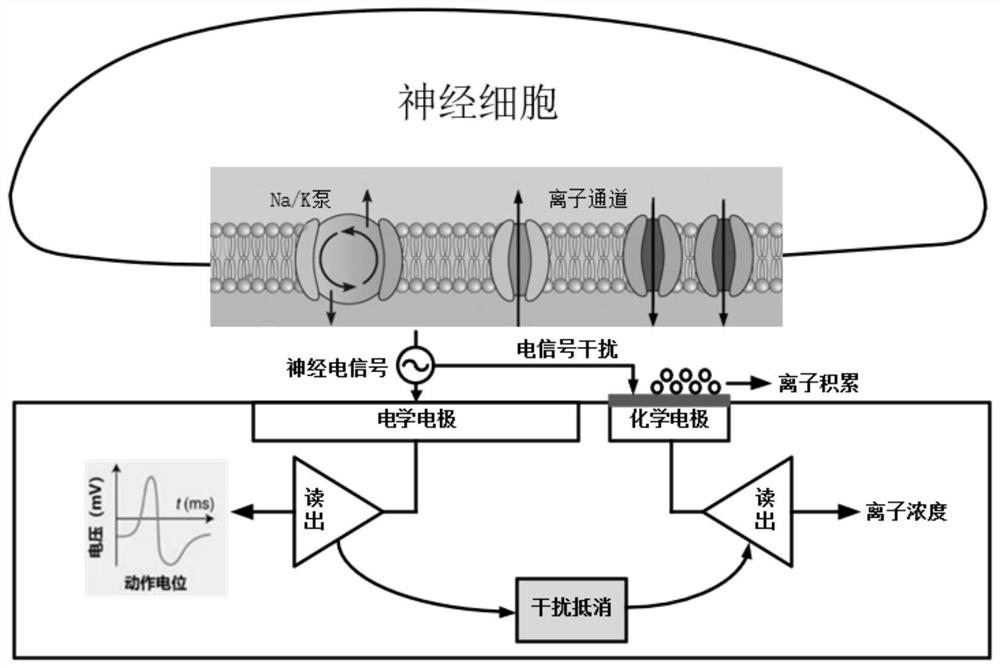 Bimodal interference compensation circuit for neural signal acquisition