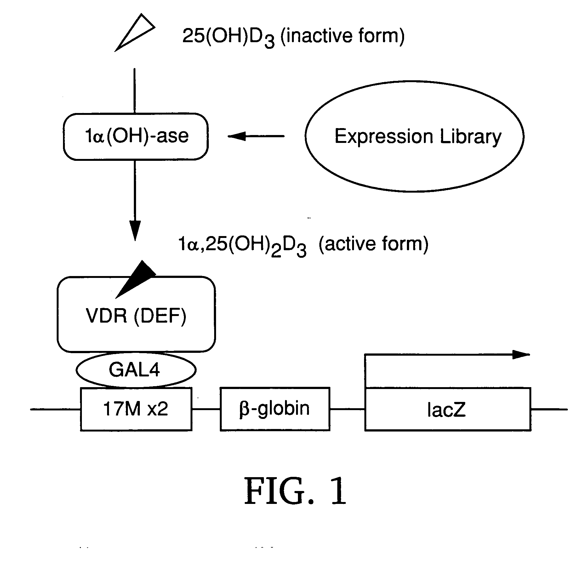 Gene screening method using nuclear receptor