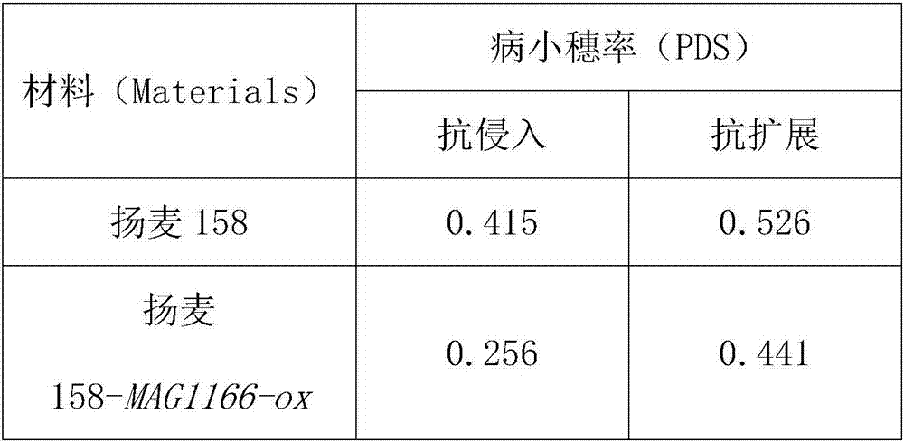 A wheat hydrolyzed hydroxycinnamoyl-CoA ester protein tamag1166 and its coding gene and application