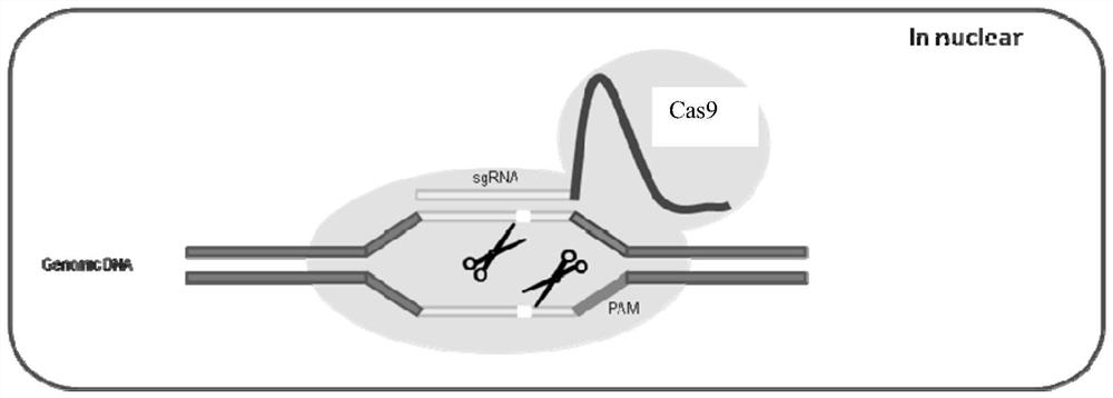 A gene editing system, expression vector, gene editing kit and use thereof