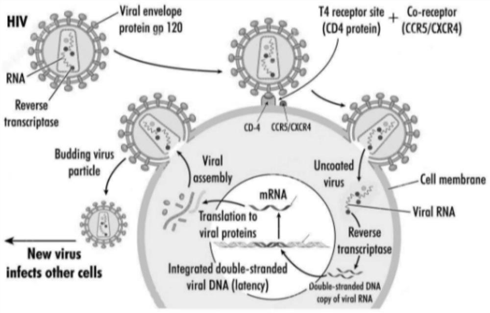 A gene editing system, expression vector, gene editing kit and use thereof