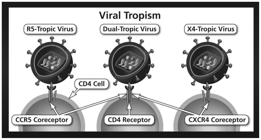 A gene editing system, expression vector, gene editing kit and use thereof