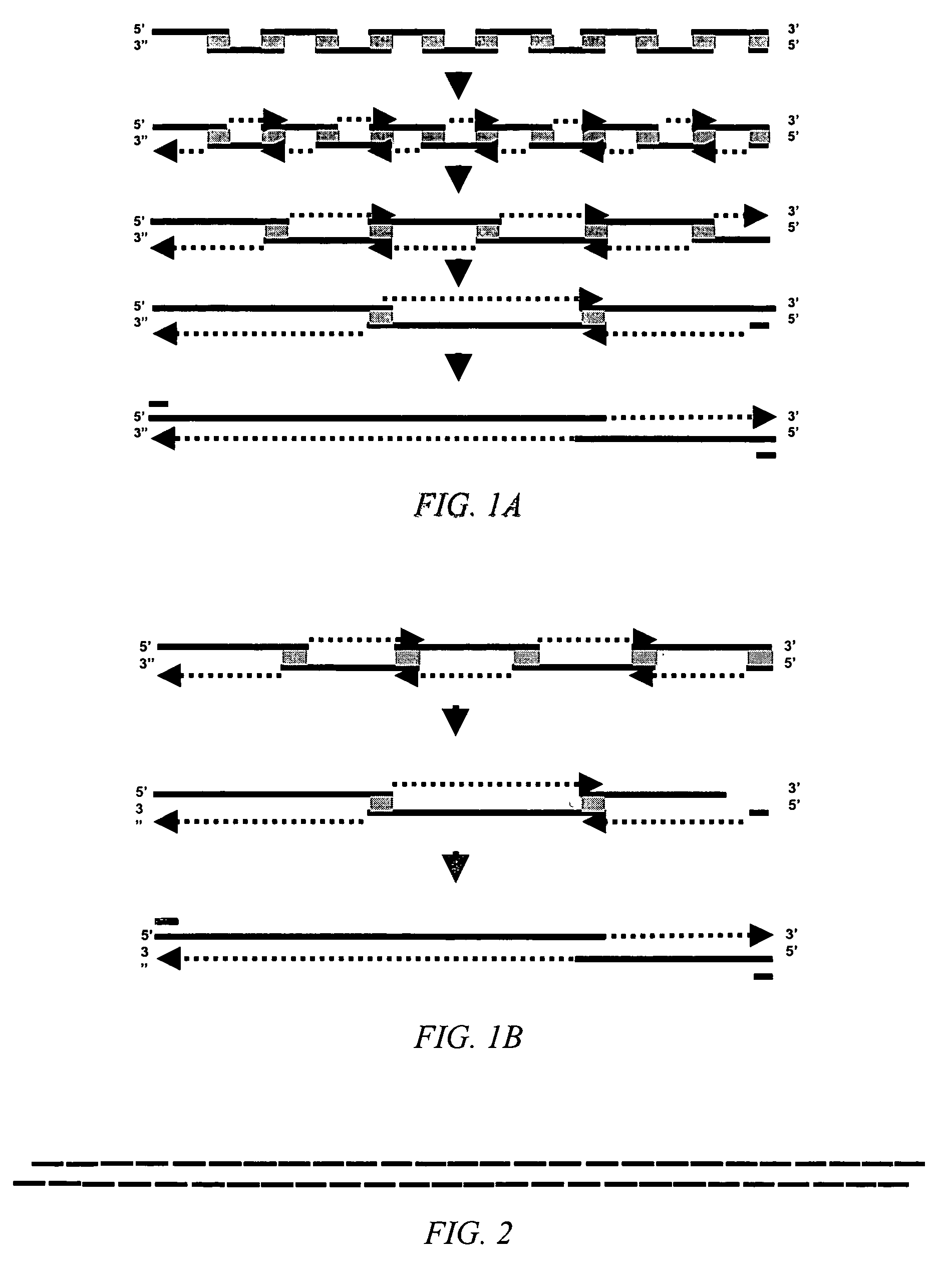 Method for producing a synthetic gene or other DNA sequence