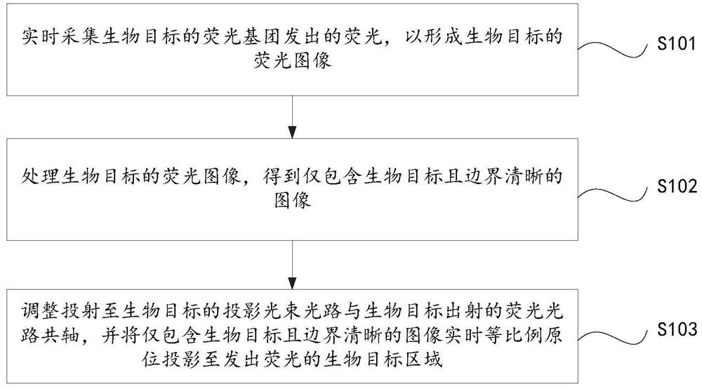 Positioning method and system for in-situ visualization of biological targets