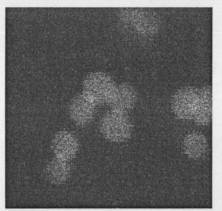 Cell opto-acoustic microscopic imaging method and device thereof