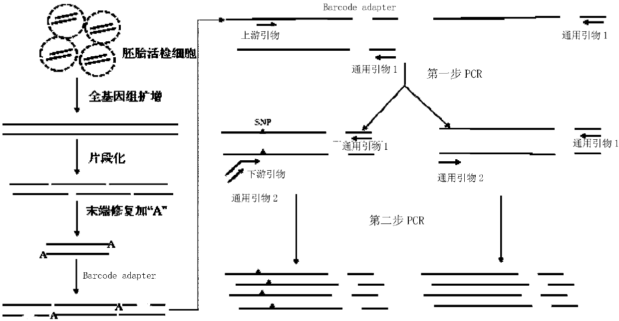 Genetic abnormality screening method for embryos