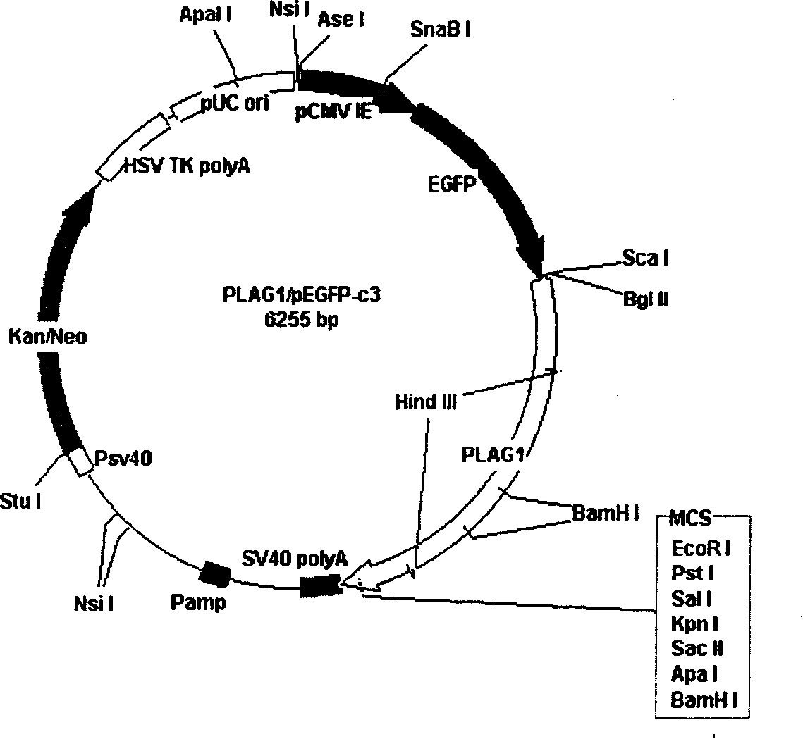 Method for generating model of mice in male sterility