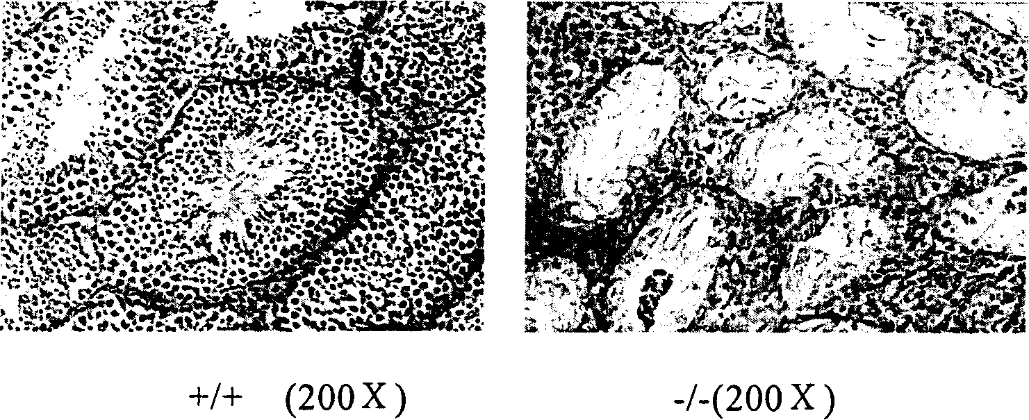 Method for generating model of mice in male sterility