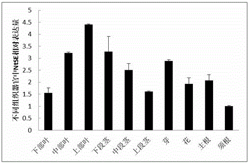 Tobacco squalene epoxidase protein, tobacco squalene epoxidase gene and its application