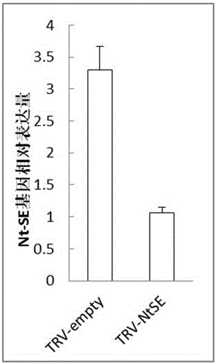 Tobacco squalene epoxidase protein, tobacco squalene epoxidase gene and its application