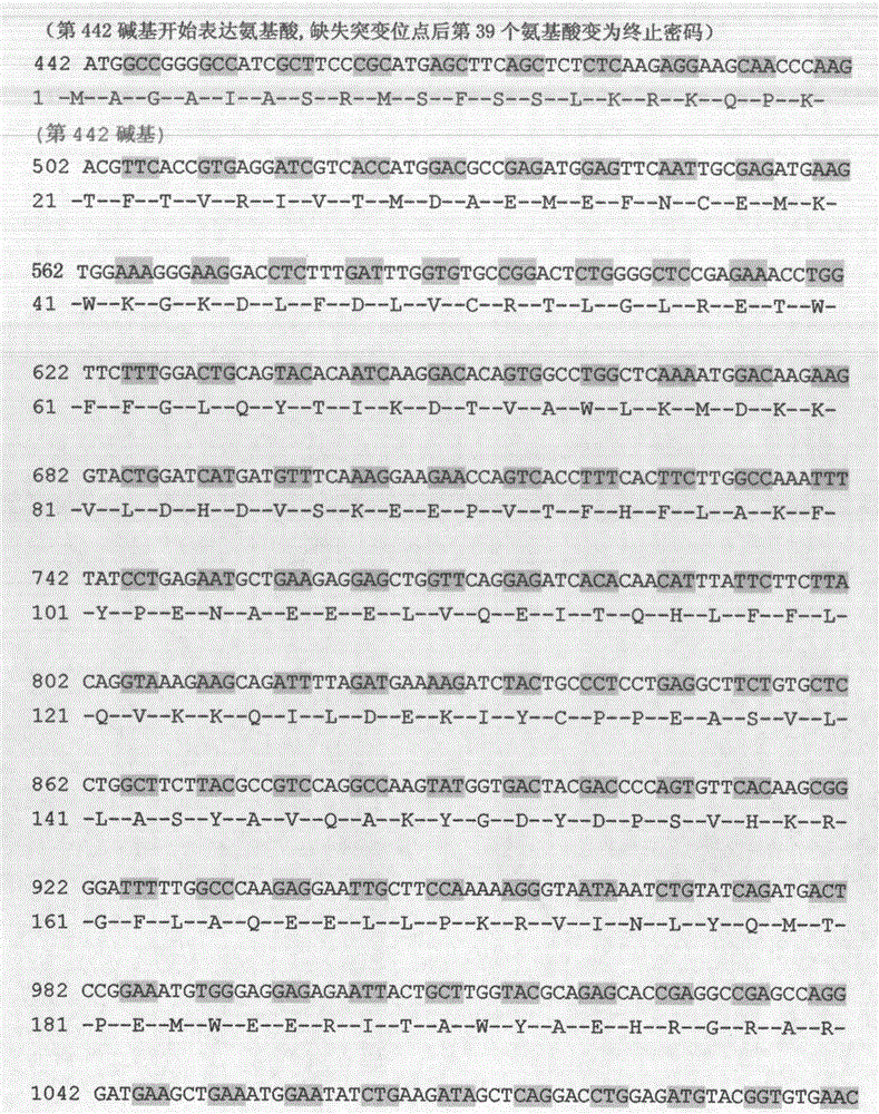 Kit for external detection of Neurofibromastosis 2 disease causative gene NF2 c.1598delA mutation