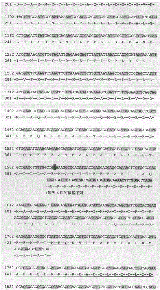 Kit for external detection of Neurofibromastosis 2 disease causative gene NF2 c.1598delA mutation