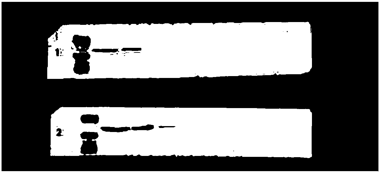 Enhanced chemiluminiscence kit and preparation method of enhanced chemiluminiscence kit