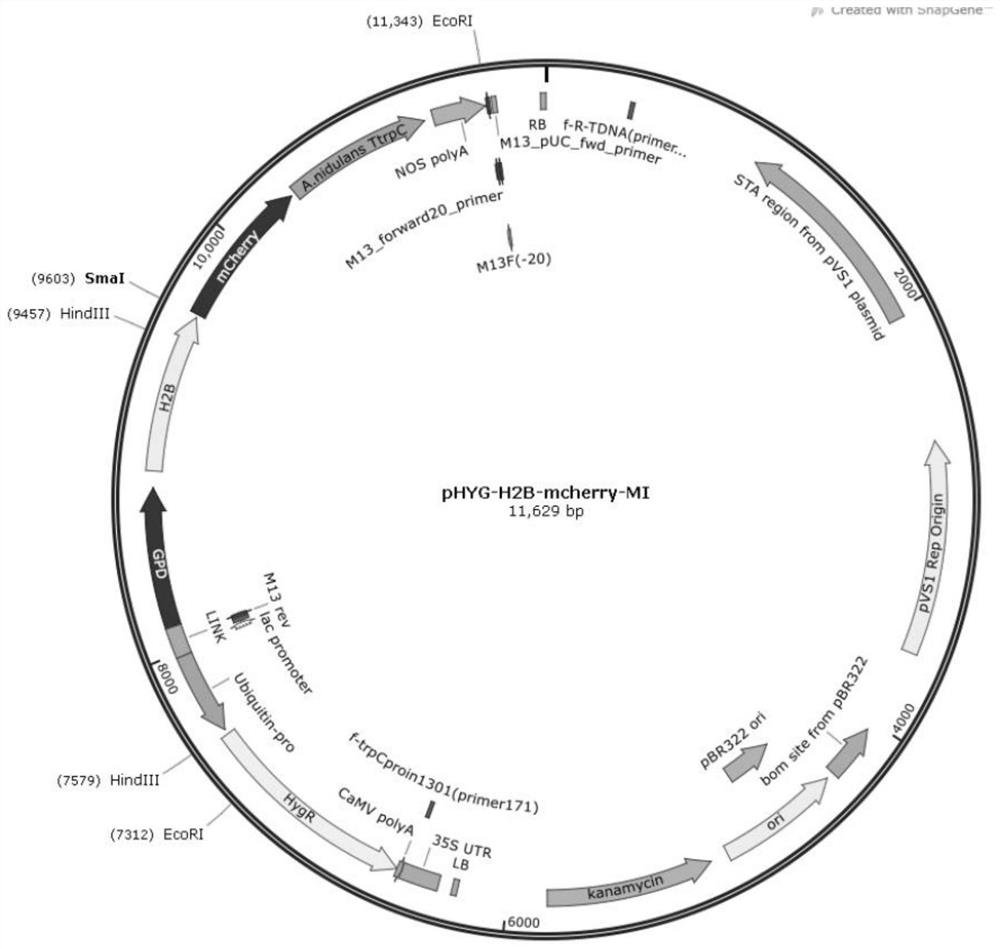 Expression vector, reagent, preparation method and application of fungal nucleus fluorescent marker